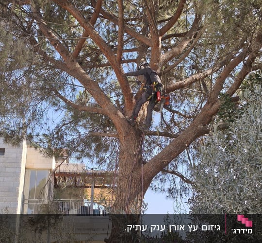 אדם גוזם עץ גבוה עם ציוד בטיחות
